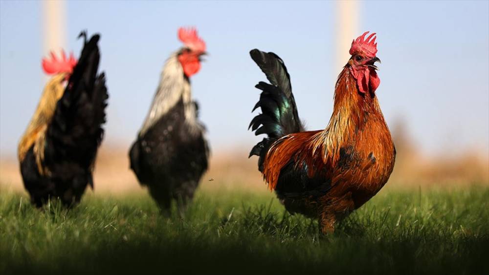 Denizli horozunun ırkı Konya'da korunuyor