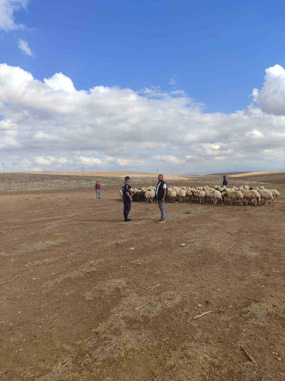 Konya'da kayıp hayvanlar böyle bulundu