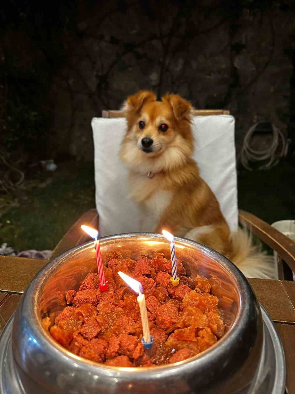 "Pablo"yu bulana 50 bin lira ödül