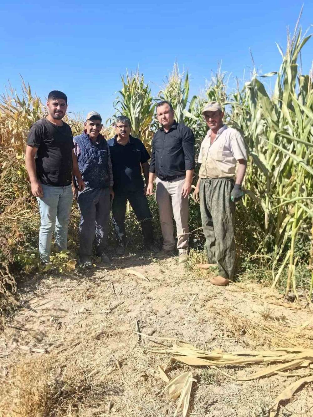 Konya'da mısır hasadı başladı