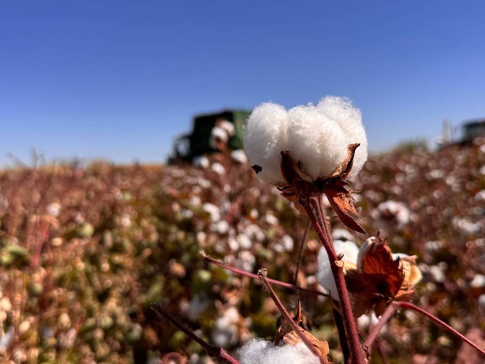 Beyaz altın hasadı başladı