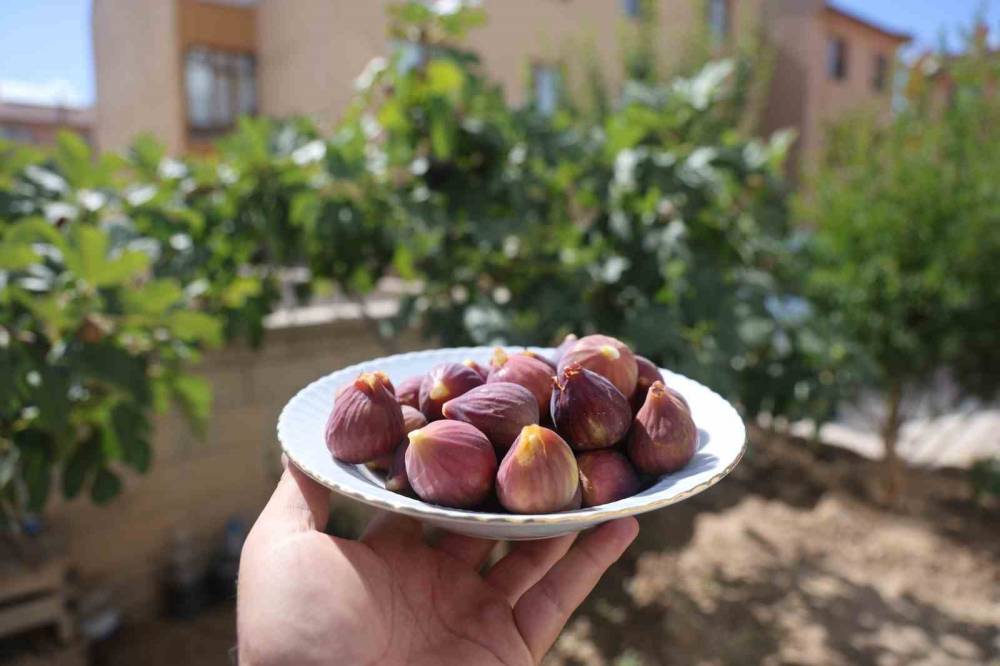 Konya'daki genç apartman bahçesinde yetiştirdi! Gören, duyan şaşırıyor