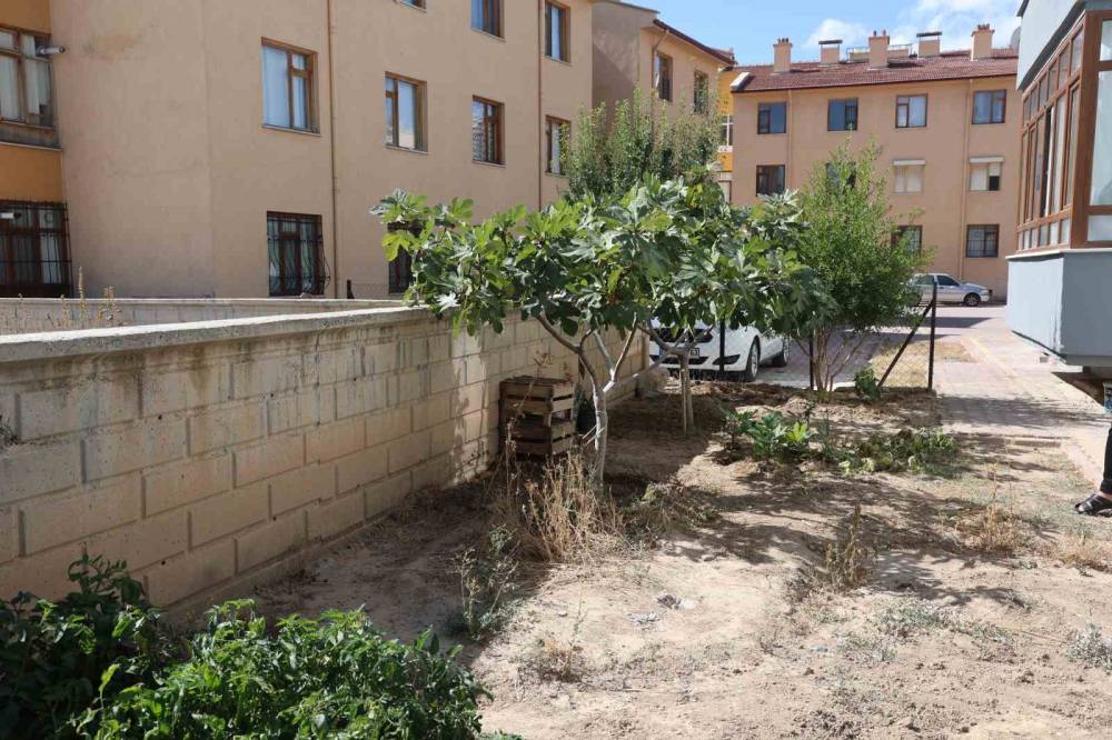 Konya'daki genç apartman bahçesinde yetiştirdi! Gören, duyan şaşırıyor