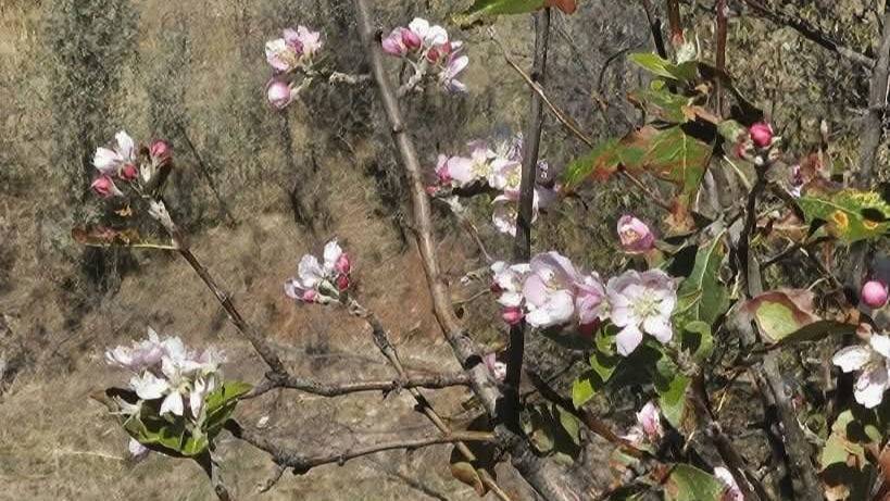 Konya'da kar beklenirken bu görüntü şok etti!