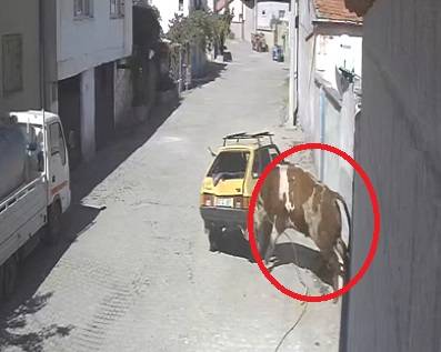 Kaçan boğa, otomobile zarar verdi! O anlar kamerada