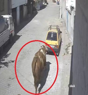 Kaçan boğa, otomobile zarar verdi! O anlar kamerada