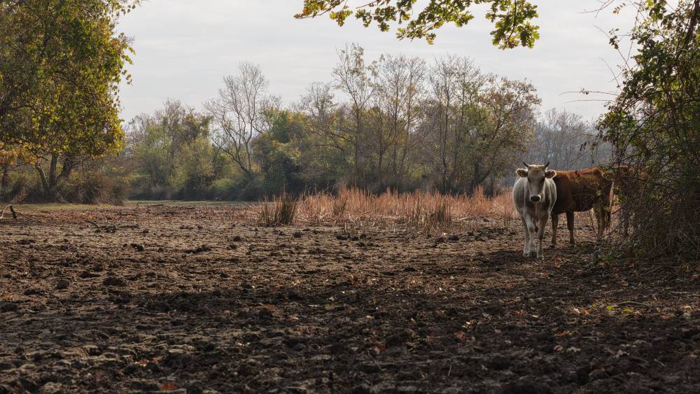 Türkiye’nin 3’üncü büyük longozu da kurudu