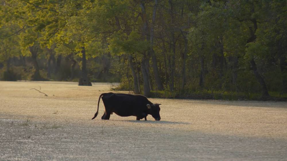 Türkiye’nin 3’üncü büyük longozu da kurudu