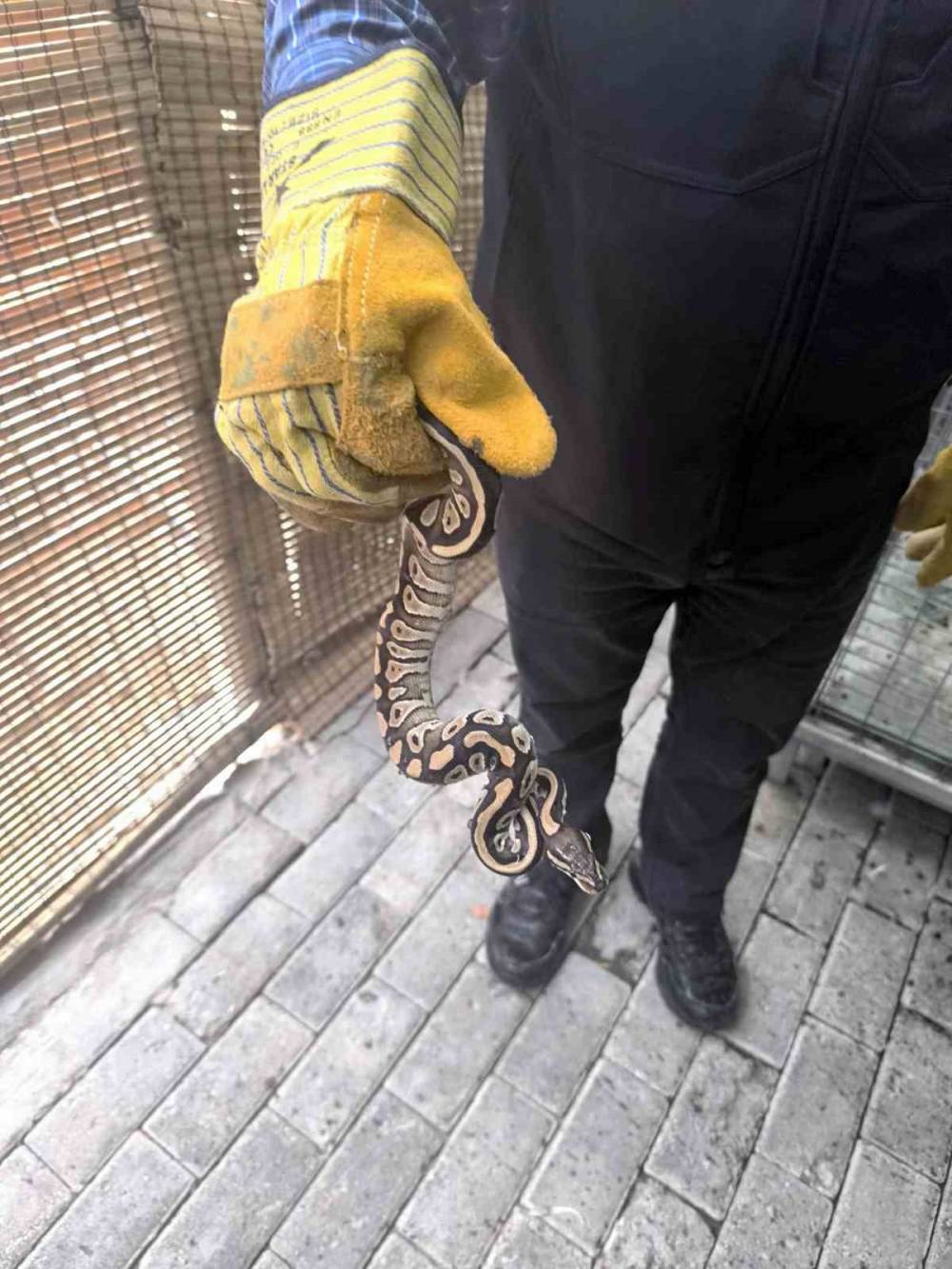 Konya'da pes dedirtten görüntü! Cebinden çıktı