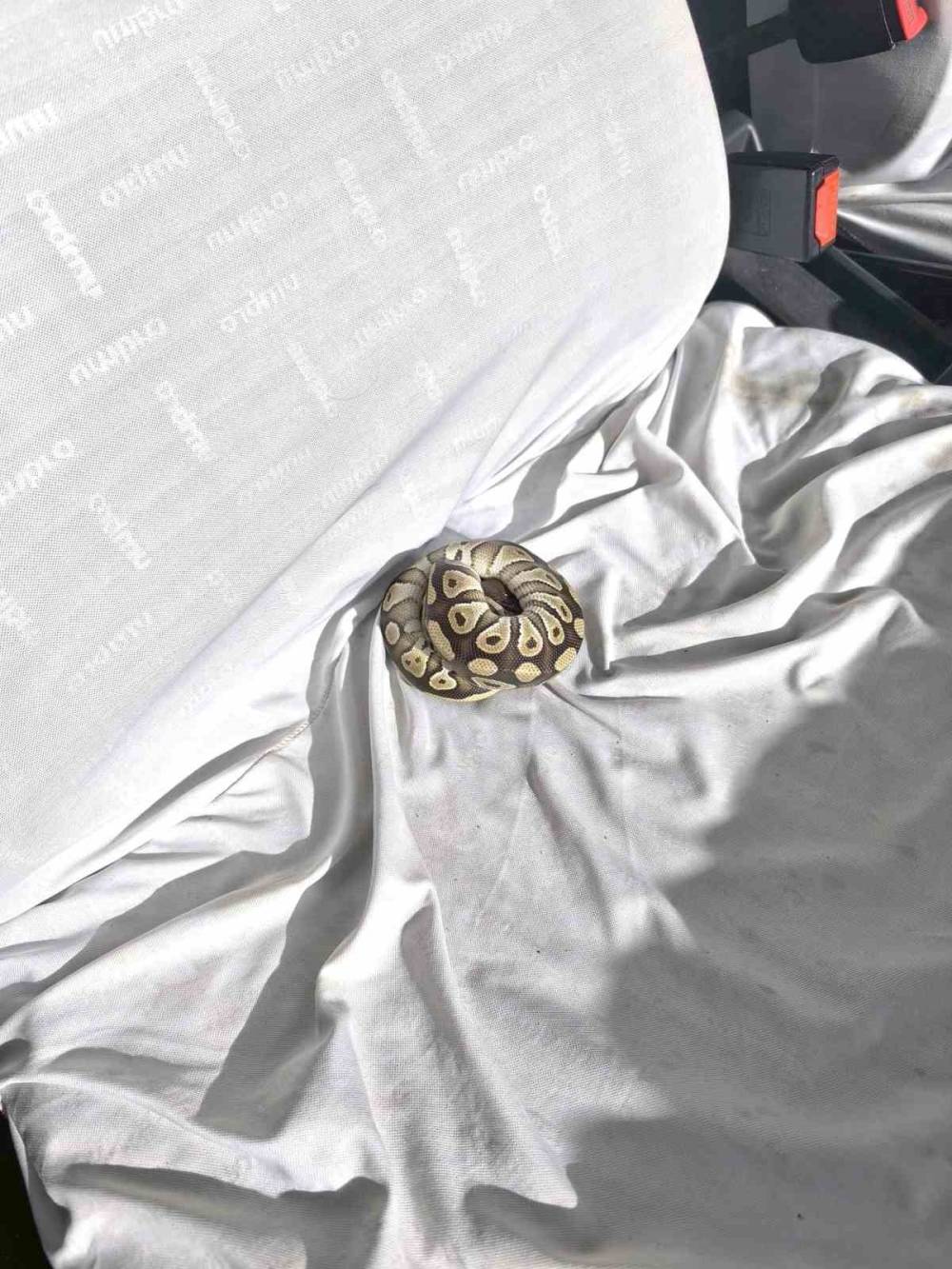 Konya'da pes dedirtten görüntü! Cebinden çıktı