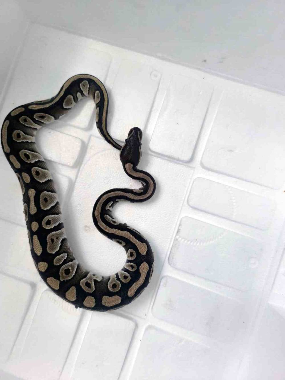 Konya'da pes dedirtten görüntü! Cebinden çıktı