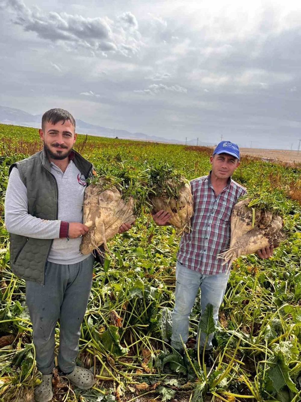 Konya'da şeker pancarı tarlasında şaşırtan görüntü