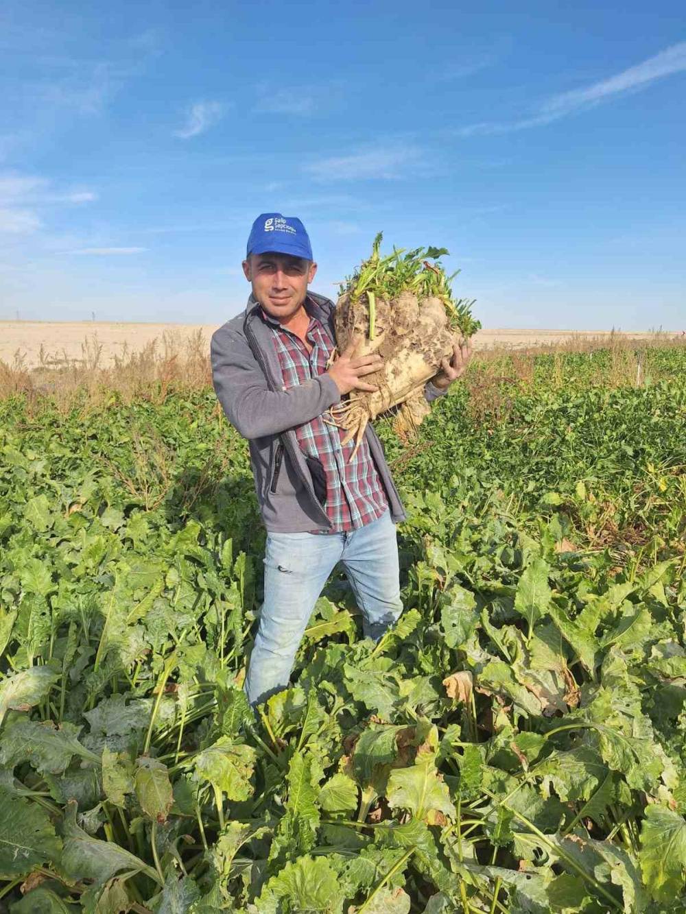 Konya'da şeker pancarı tarlasında şaşırtan görüntü
