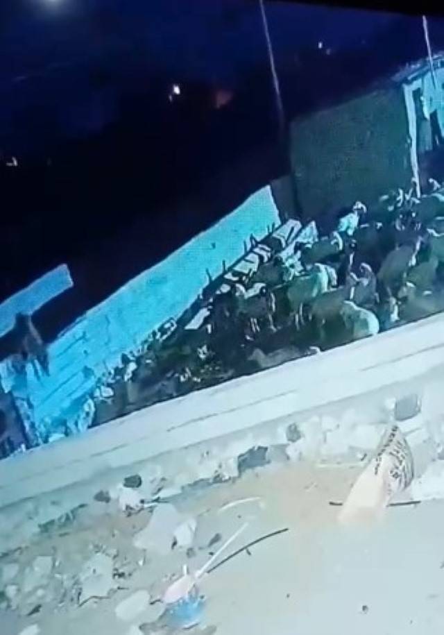 Konya'da ağıla giren kurt koyunu telef etti: O anlar kamerada