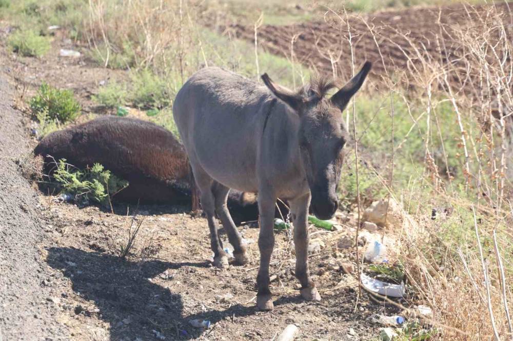 Ölü annesinin başında saatlerce bekledi