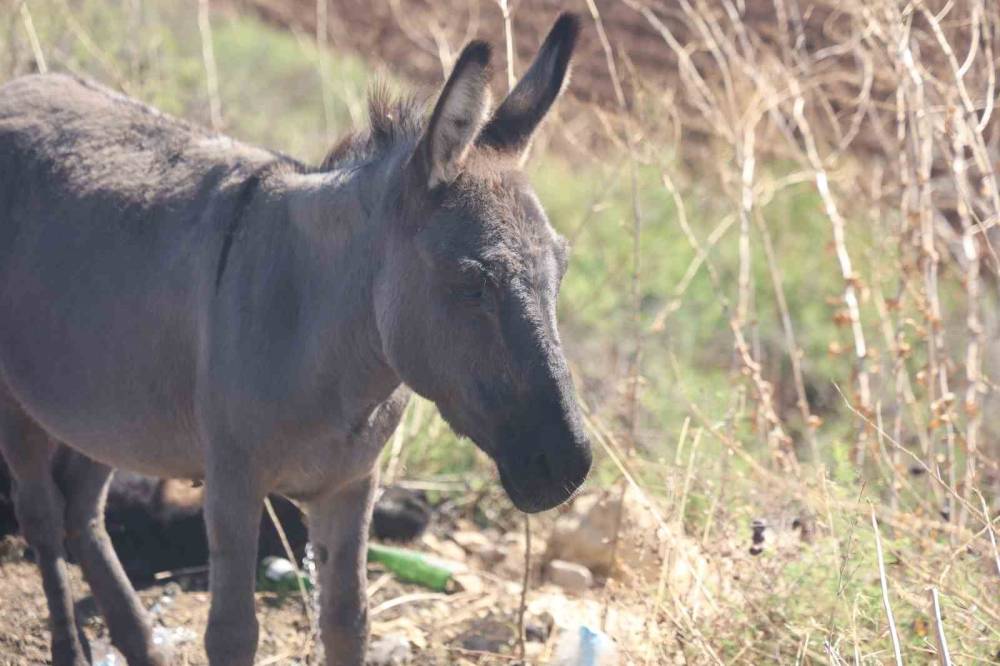 Ölü annesinin başında saatlerce bekledi
