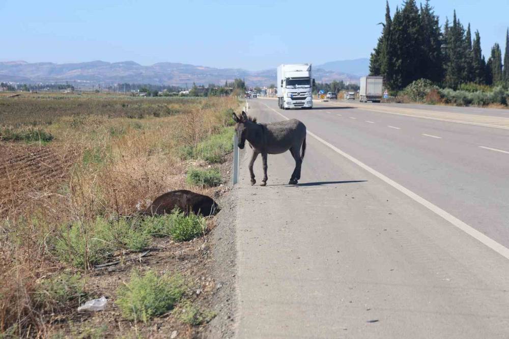 Ölü annesinin başında saatlerce bekledi