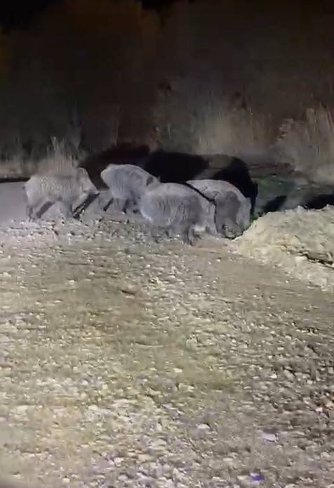 Domuz paniği: "Geliyorlar" diyerek kaçtılar