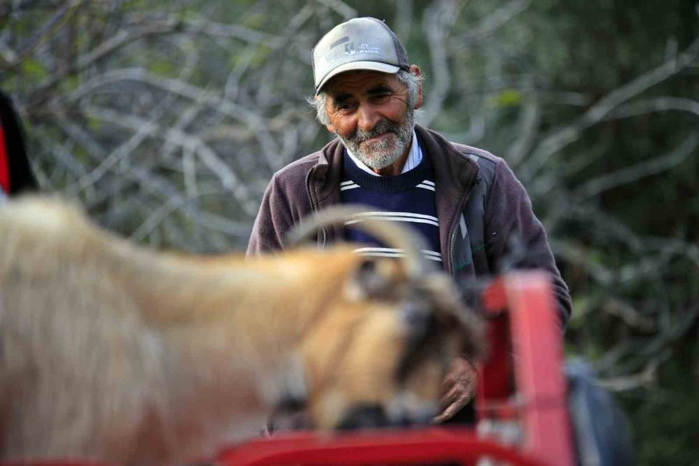 Uçurumdan kurtarılan son keçisine sarılıp doyasıya öptü