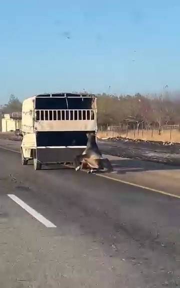 Bağlanan at yola düşüp sürüklendi