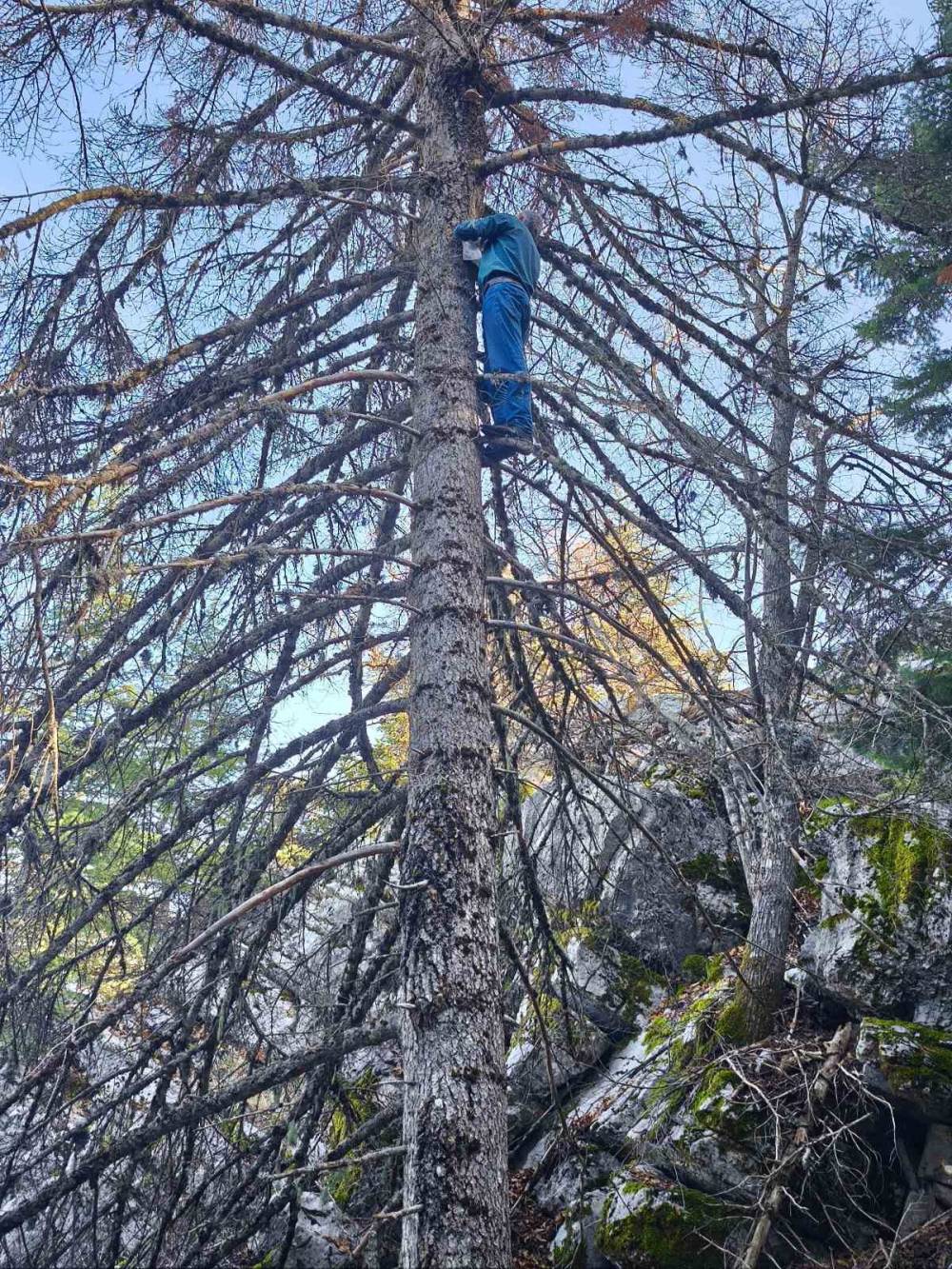 Konya'da bu ormana akın ediyorlar!