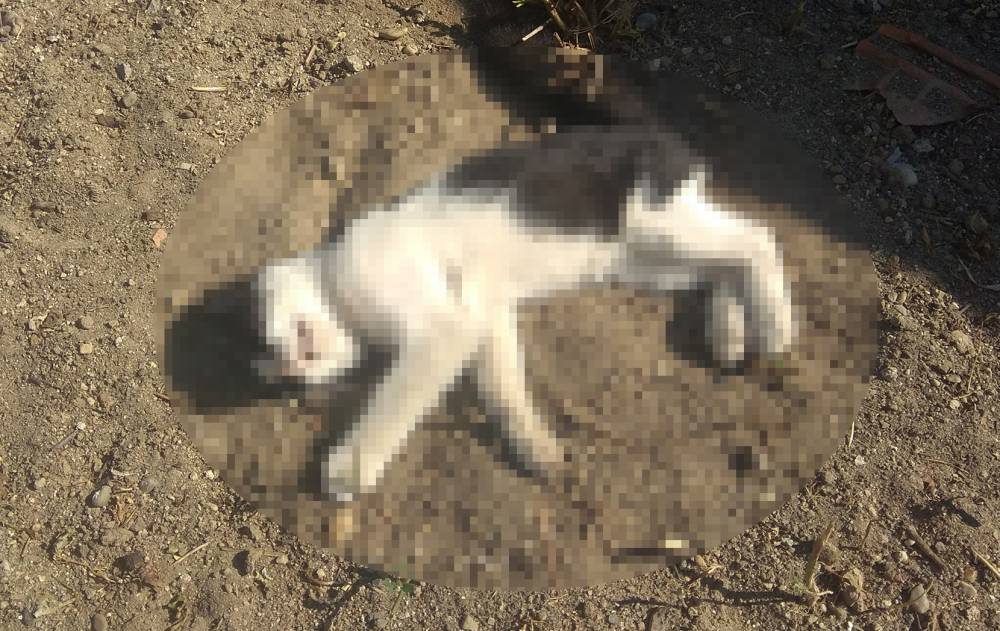 Kedileri av tüfeği ile öldürdüğü iddia edilen komşu için hapis istemi