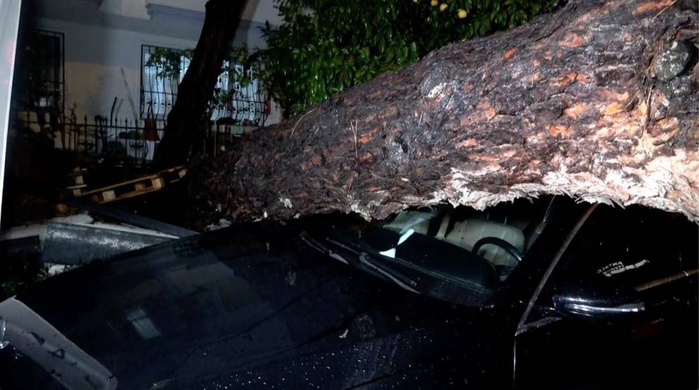 10 metrelik ağaç devrildi! İki araç ve bina zarar gördü