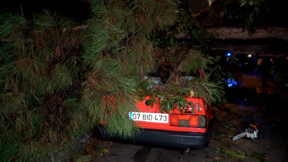 10 metrelik ağaç devrildi! İki araç ve bina zarar gördü