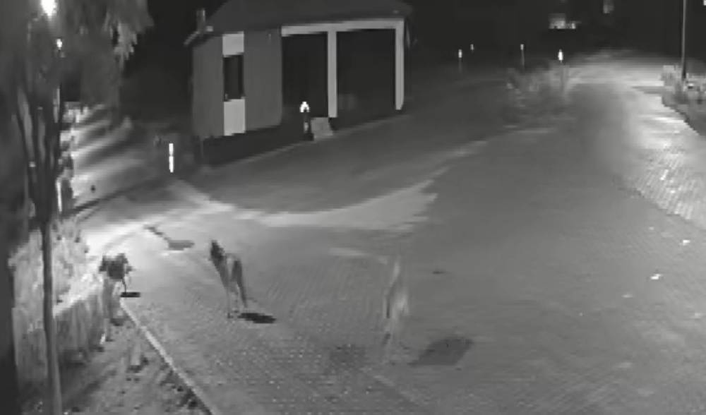 Aç kalan kurtlar mahalleye inerek eşeğe saldırdı