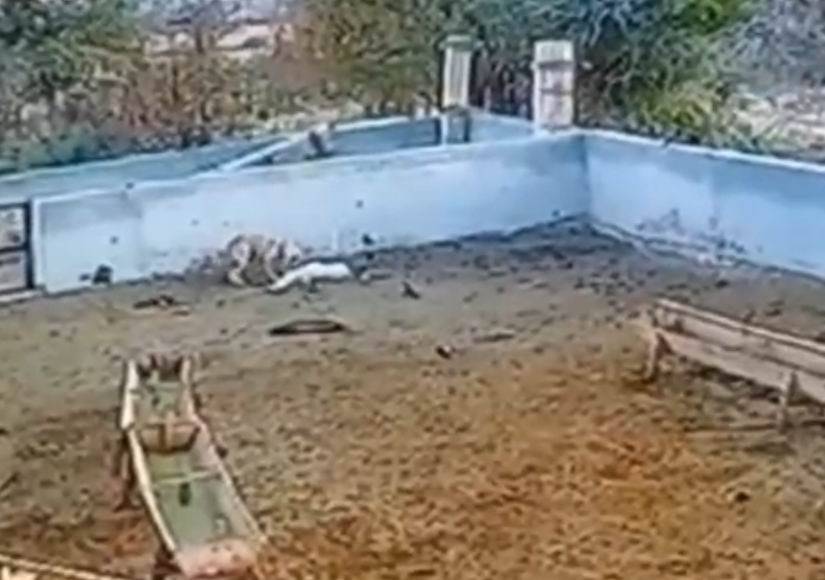 Konya'da ağıla giren kurt, 2 koyunu telef etti