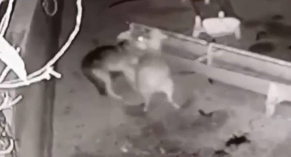 Konya'da ağıla giren kurt, 2 koyunu telef etti