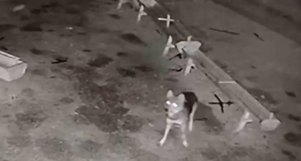 Konya'da ağıla giren kurt, 2 koyunu telef etti