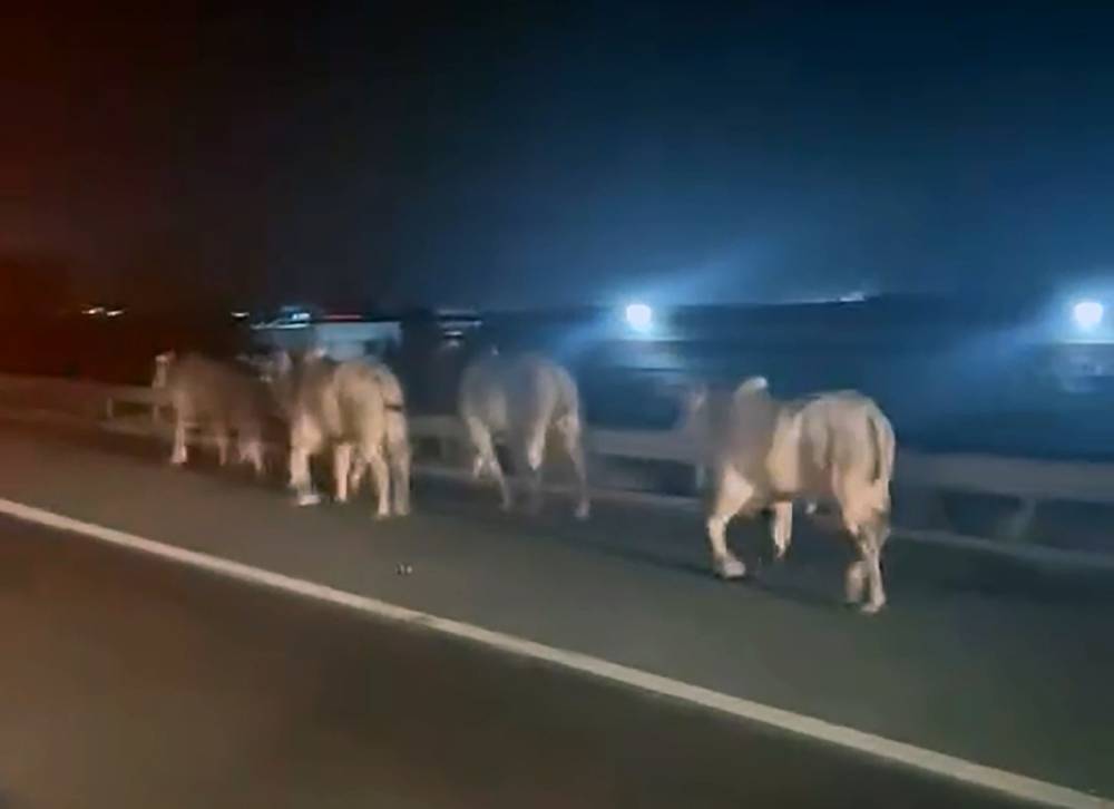 Devrilen tırda çıkan yangında 2 kişi hayatını kaybetti