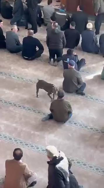 Cuma vaazı sırasında camiye pitbull girdi