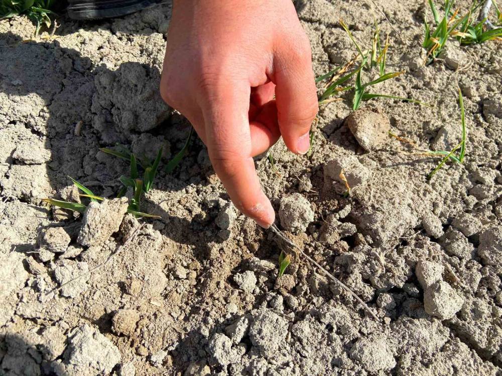 Tahır ambarı Konya Ovasında korkutan tablo