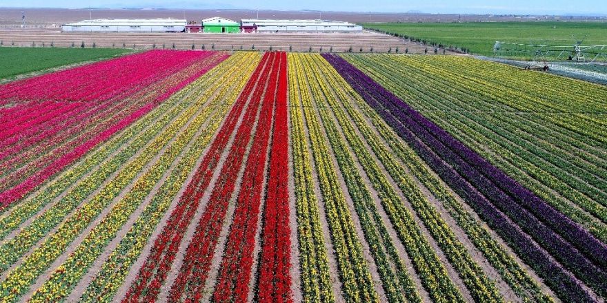 Konya Ovası milyonlarca lale ile rengarenk