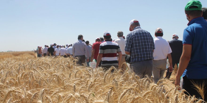 Tohumculuk sektörü ve tarım paydaşları Konya Tarla Günü'nde buluştu