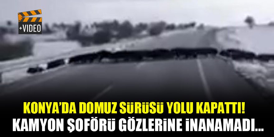 Konya'da domuz sürüsü yolu kapattı! Kamyon şoförü gözlerine inanamadı...