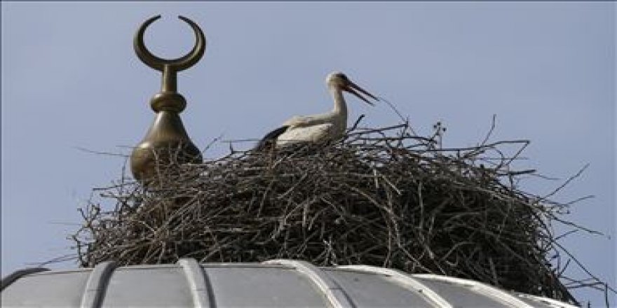 19 yıldır aynı caminin kubbesine yuva yapıyorlar