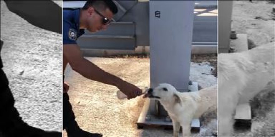 Polisin sokak köpeğine merhameti takdir topladı