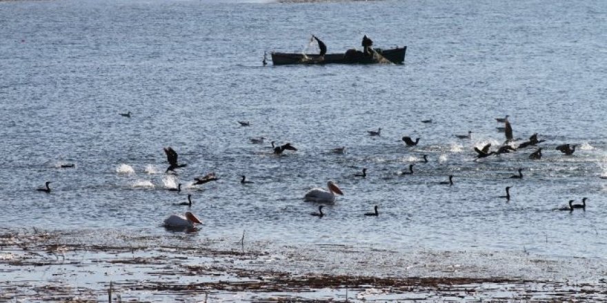 Karabatak sürüleri balıkçıların korkulu rüyası haline geldi