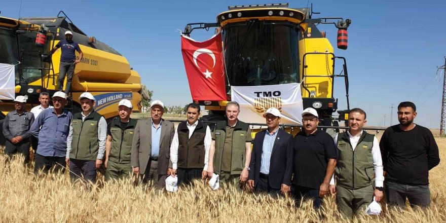 Konya bölgesinde sezonun ilk buğday hasadı