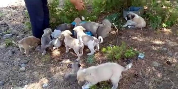 Konya'da ormana bırakılan yavru köpekler tepki çekti