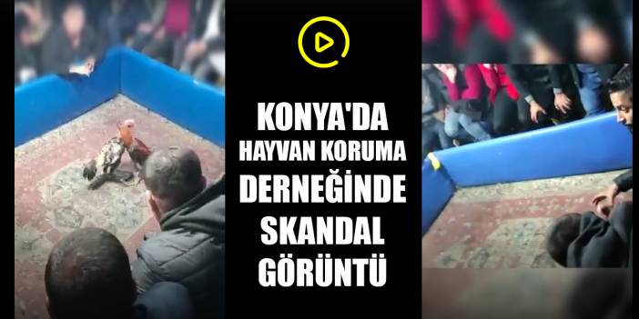 Konya'da hayvan koruma derneğinde skandal görüntü