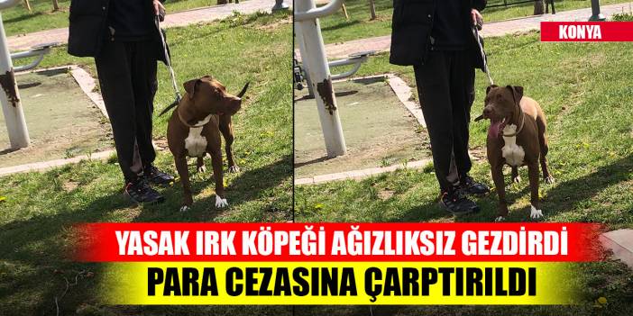Konya'da yasak ırk köpeği ağızlıksız gezdirirken polise yakalandı, cezaya çarptırıldı