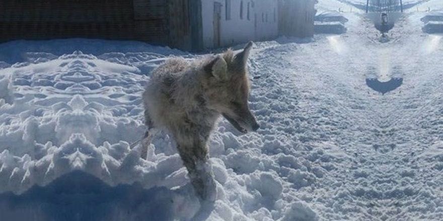 Bayburt’ta tilki ayakta dondu