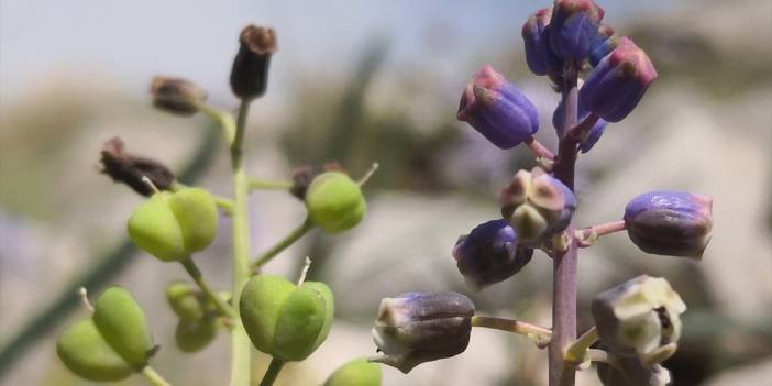 Konya'da keşfedilen yeni bitki türü "Konya Sümbülü" ismiyle literatüre kazandırıldı