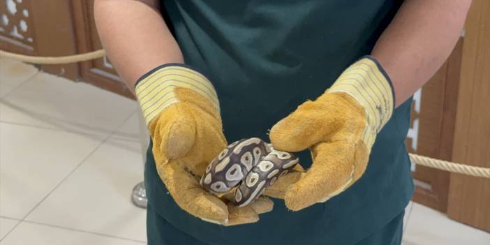 Konya'da asayiş kontrolünde bir kişinin cebinden çıkan piton koruma altına alındı