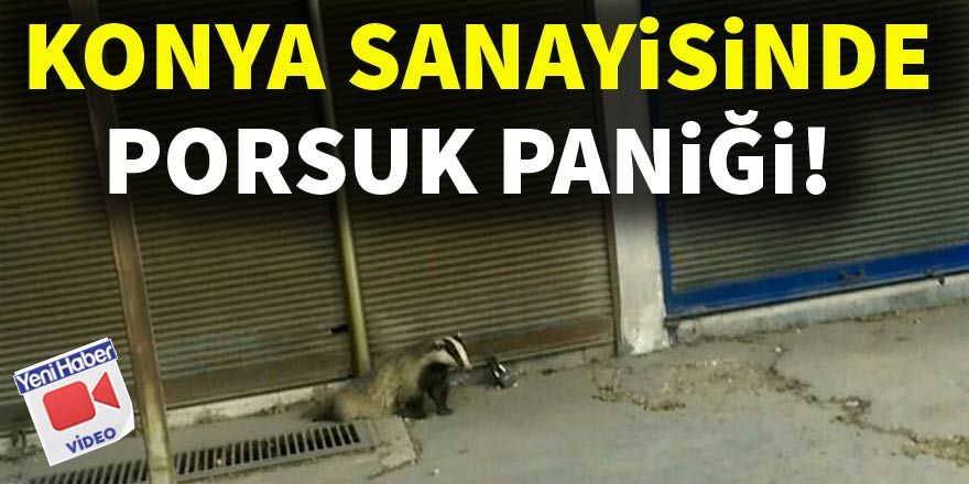 Konya'da porsuk paniği