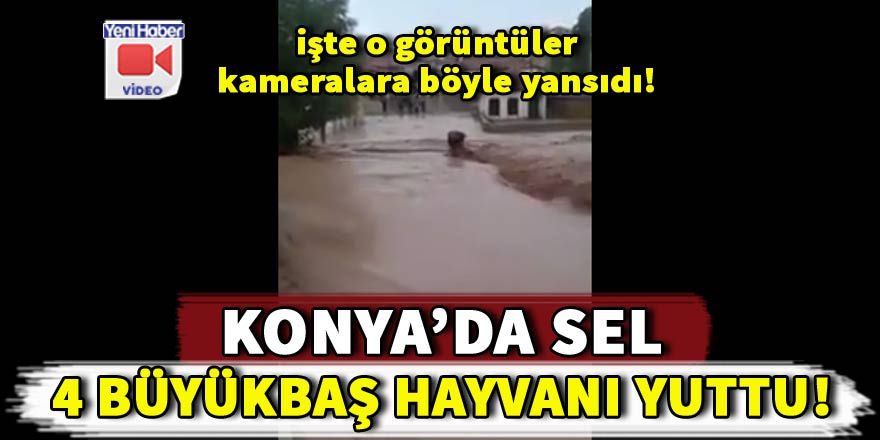 Konya'da sel baskını: 4 büyükbaş hayvan sele kapılarak telef oldu